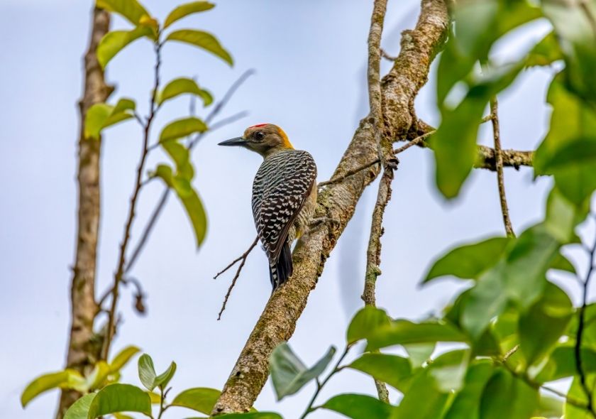 Wildlife, Birdwatching & Conservation